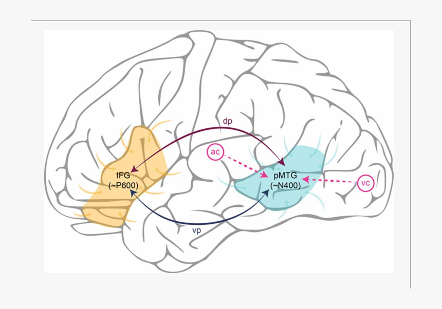 Brain Clip Art, HD Png Download, Free Download