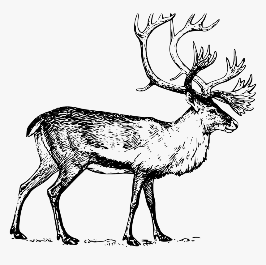 Deer Boreal Woodland Clip - Caribou Clipart, HD Png Download, Free Download