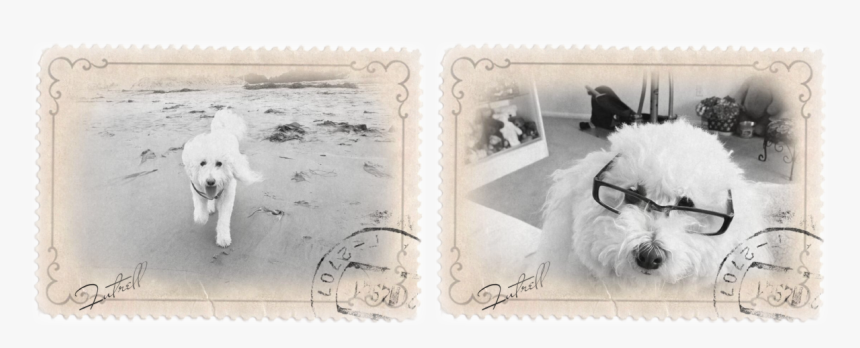 Coton De Tulear, HD Png Download, Free Download