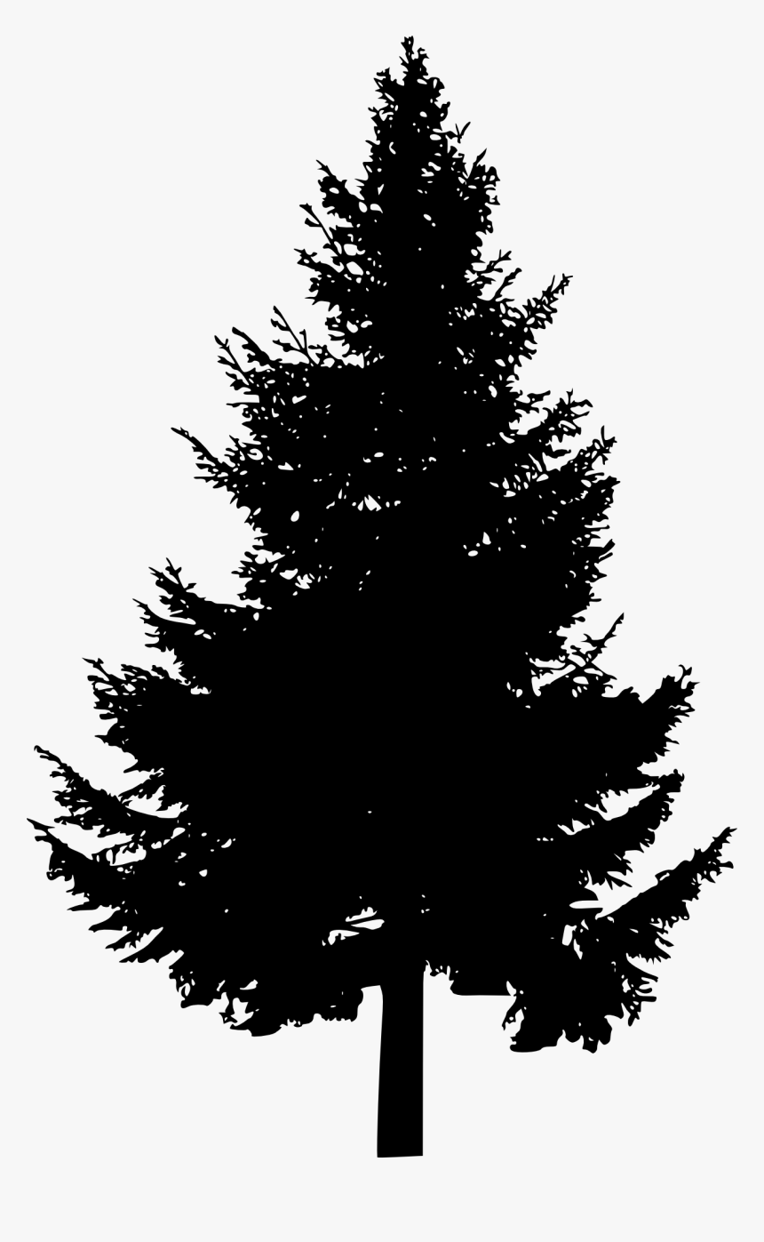 Silhouette Evergreen Tree Png, Transparent Png, Free Download