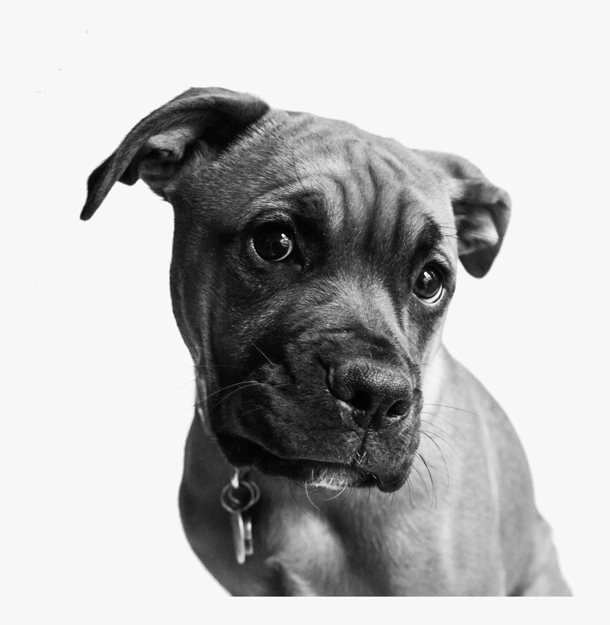 Pet Portraits Chester County Boxer Pit Bull Dog - Dog Portrait Black And White Png, Transparent Png, Free Download