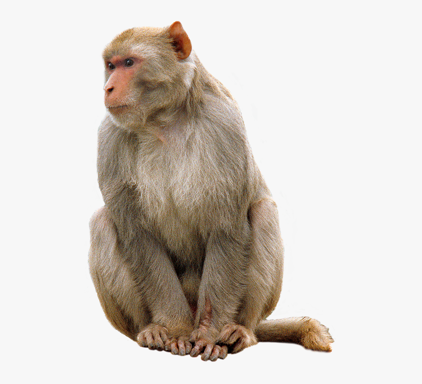 Download High Quality Monkey Png Transparent Images - Monkey Png, Png Download, Free Download