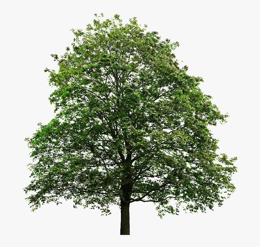 Maple Tree Transparent Image Trees - Tree No Back Ground, HD Png Download, Free Download