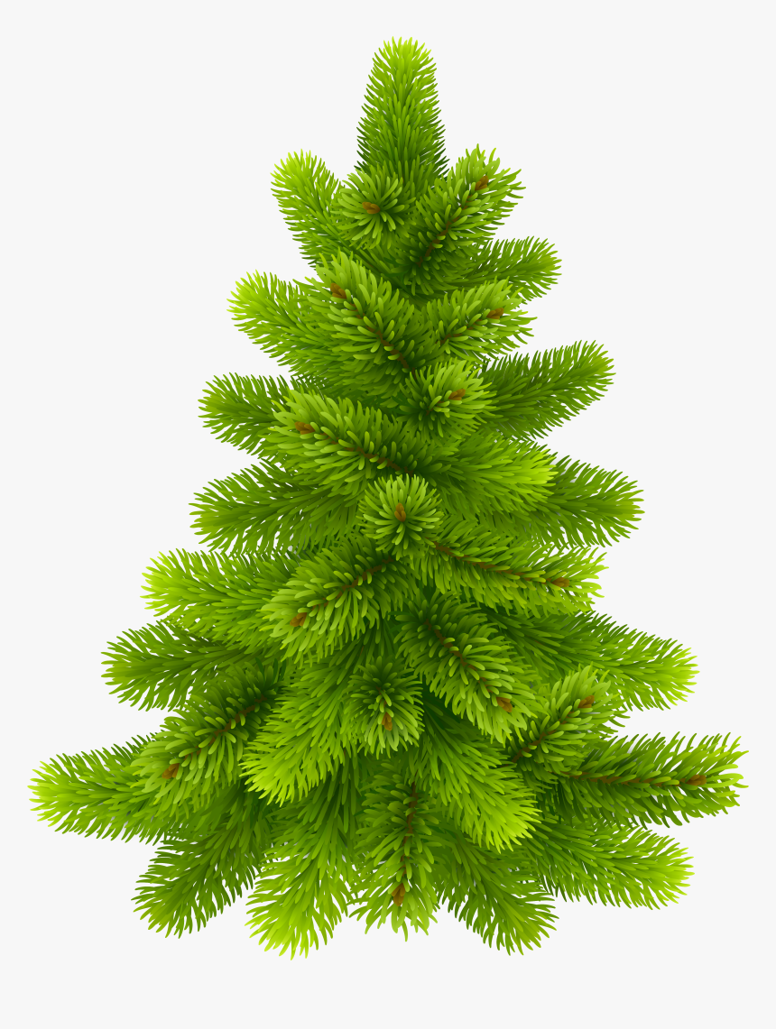 Pine Tree Png Clip Art - Pine Trees With No Background, Transparent Png, Free Download