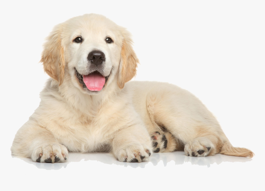 Retriever,facial Group,labrador Retriever,companion - Golden Retriever Puppy Png, Transparent Png, Free Download