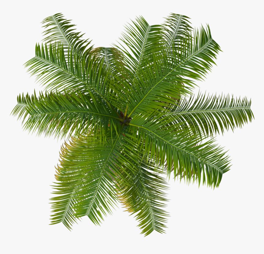 Palm Tree Top Png Image - Palm Tree Png Top View, Transparent Png, Free Download