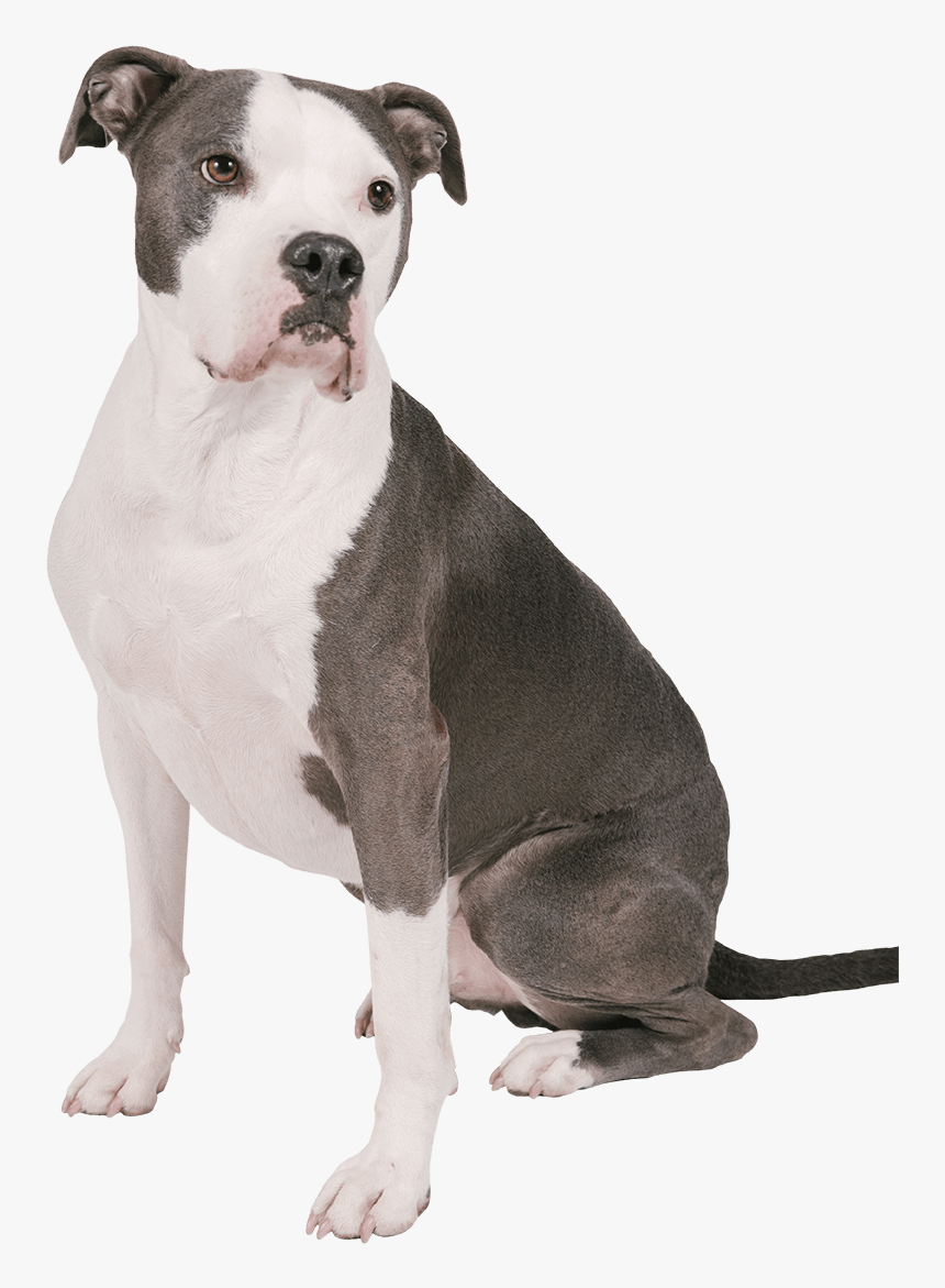 Pit Bull, HD Png Download, Free Download