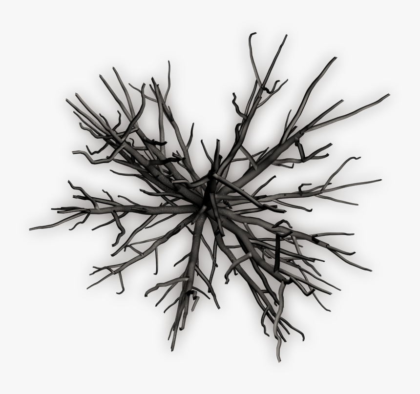 Dead Tree Top View - Tree Top View Png Black And White, Transparent Png, Free Download