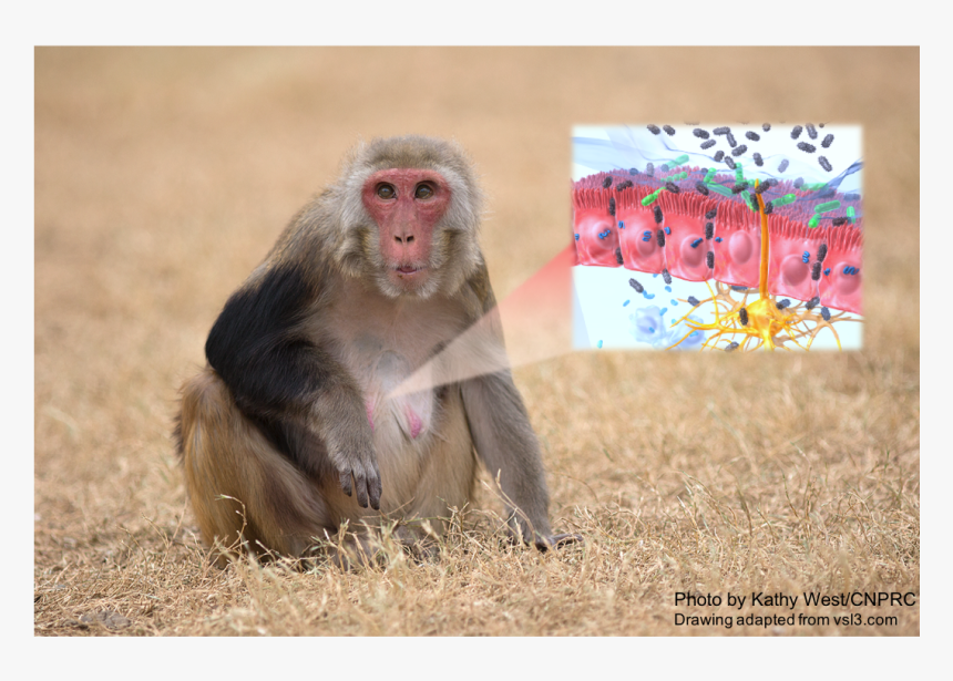 Japanese Macaque, HD Png Download, Free Download