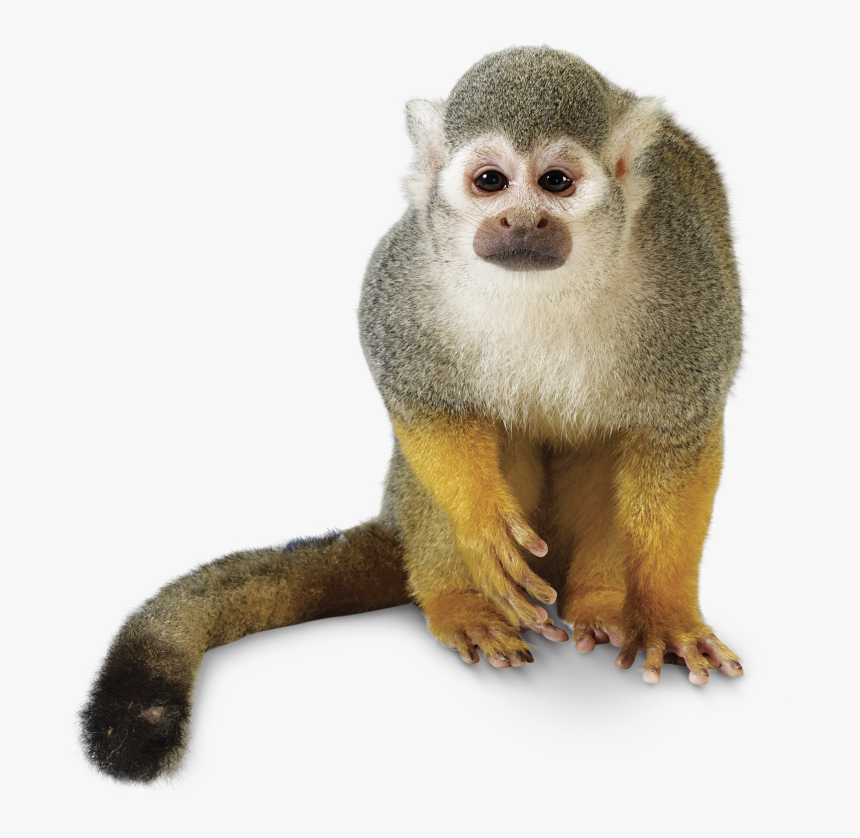 Rainforest Animals Png - Squirrel Monkey No Background, Transparent Png -  kindpng
