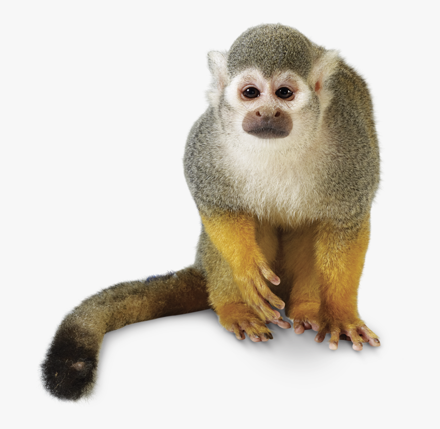 Rainforest Animals Png - Squirrel Monkey No Background, Transparent Png, Free Download