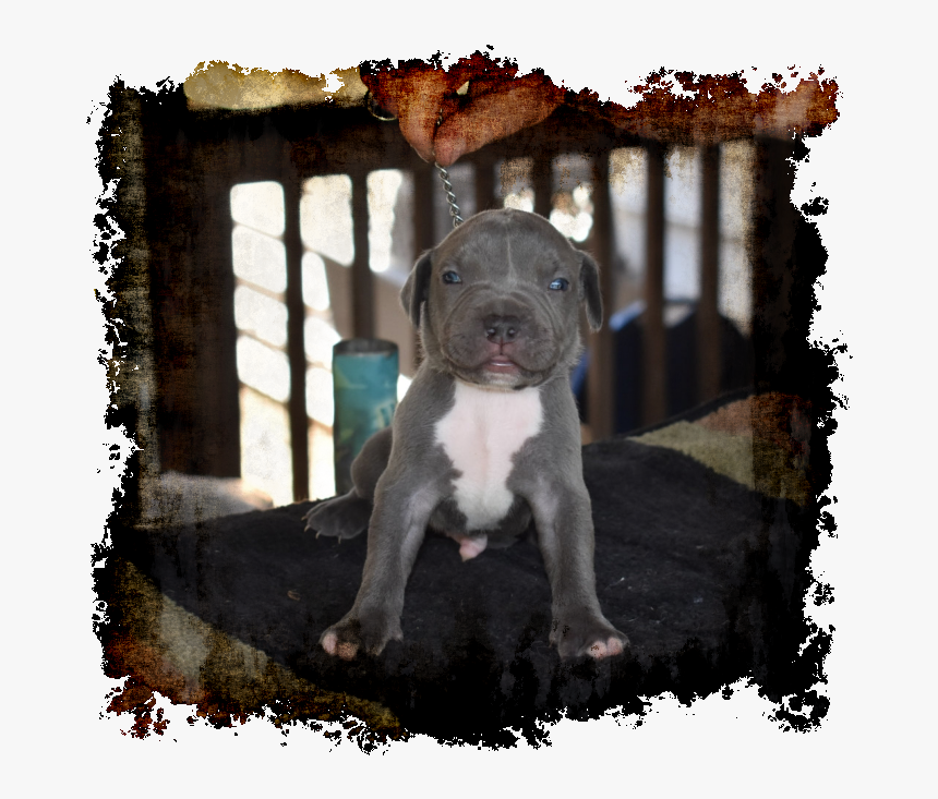 Royal & Zola - Pit Bull, HD Png Download, Free Download