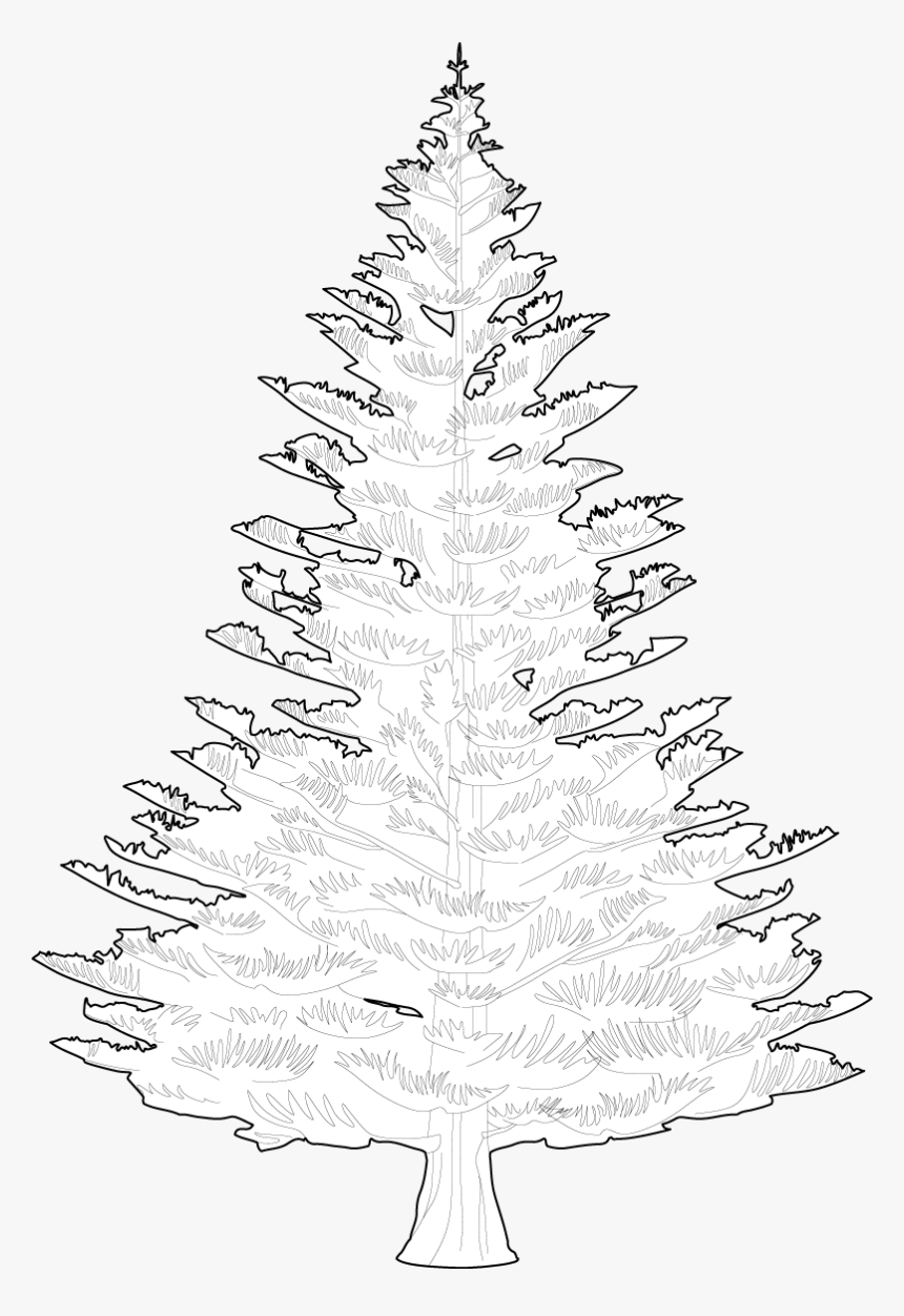 Transparent Pine Trees Outline, HD Png Download, Free Download