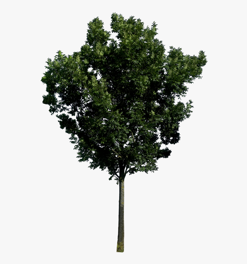 Tree Top Png - Trees In Elevation Png, Transparent Png, Free Download