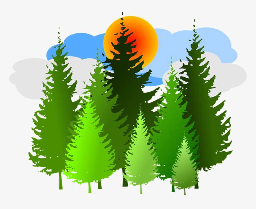 Spruce, Forest, Conifer, Sunrise, Sky, Clouds, Wood - Forest Clip Art, HD Png Download, Free Download