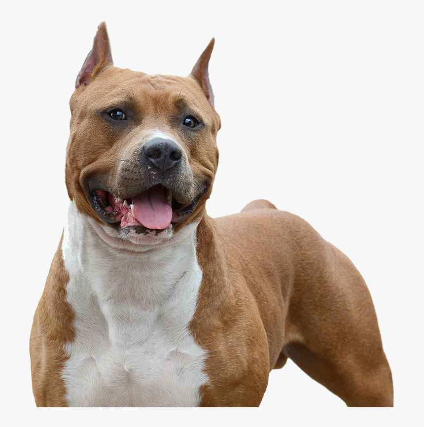 American Staffordshire Terrier, HD Png Download, Free Download