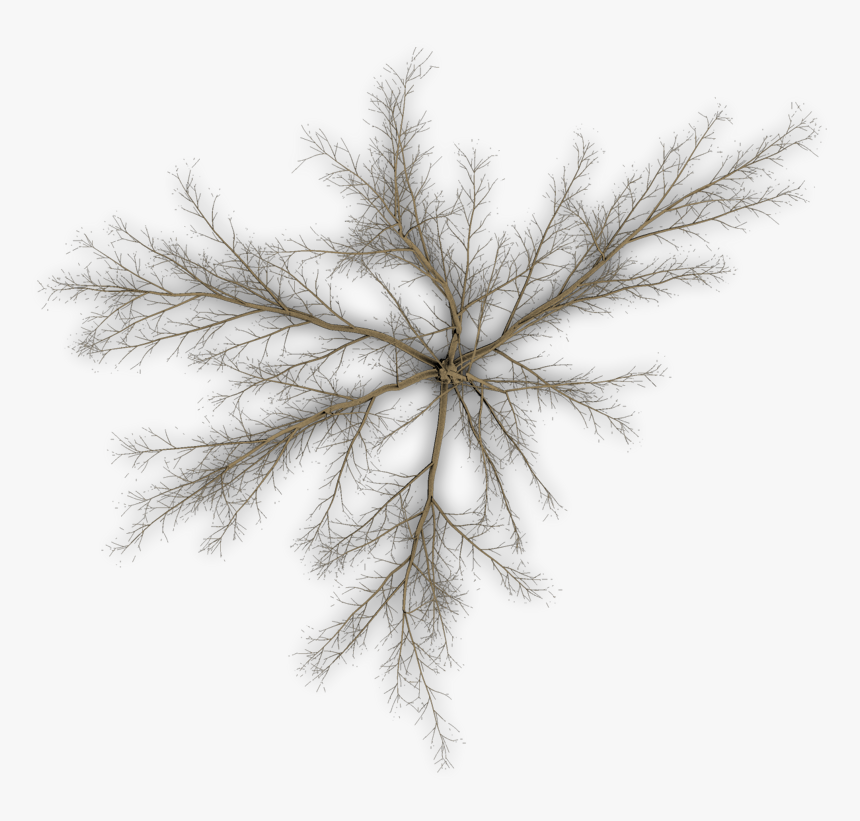 Pond Pine, HD Png Download, Free Download