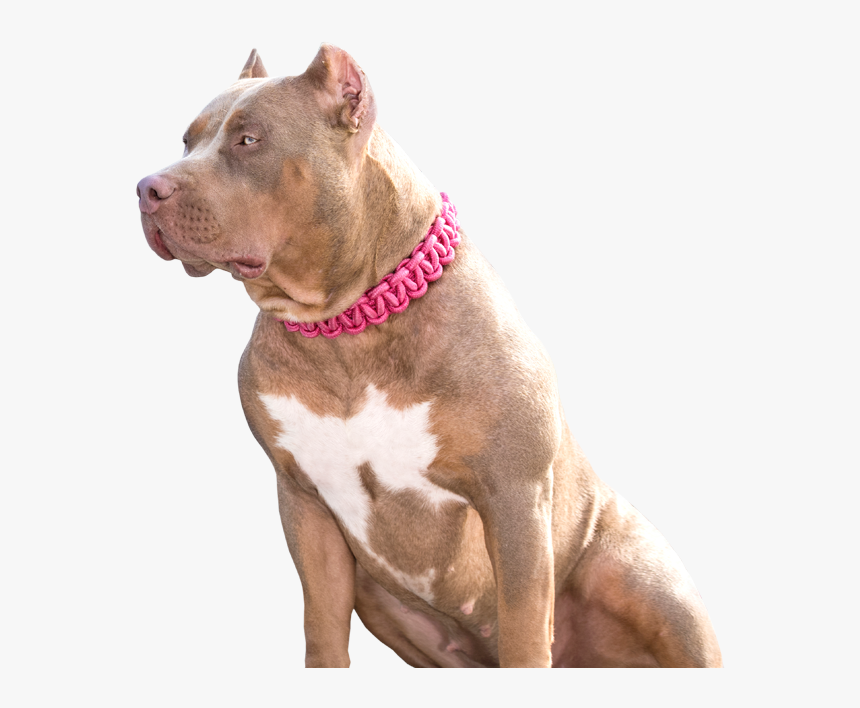 Pit Bull, HD Png Download, Free Download