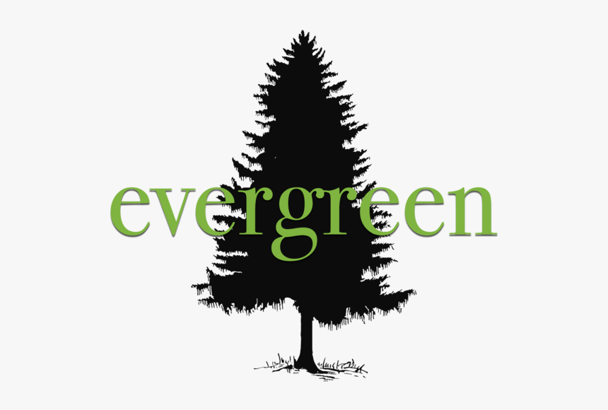 Evergreen No Bg - White Pine, HD Png Download, Free Download