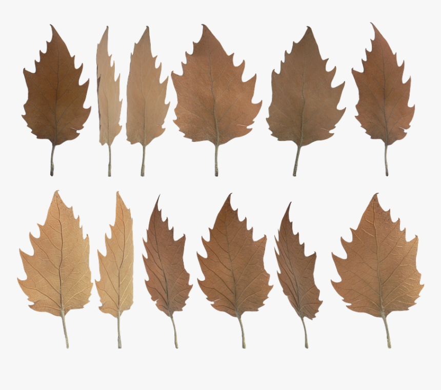 Daun Kering Png, Transparent Png, Free Download