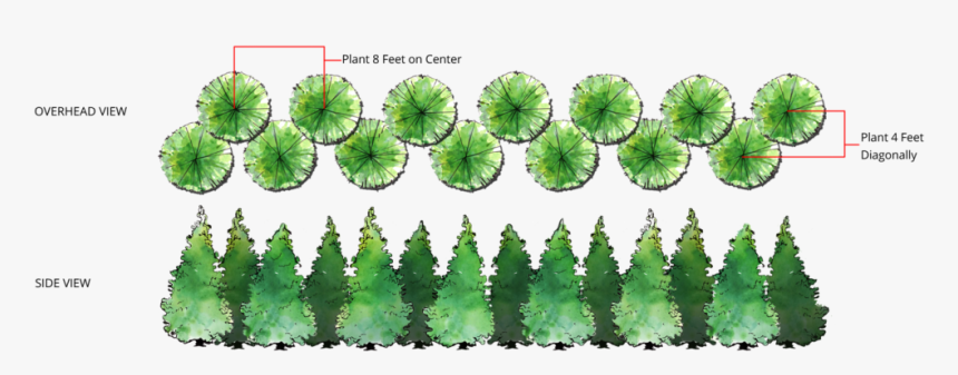 Thuja Green Giant Double Row Spacing - Thuja Green Giant Spacing, HD Png Download, Free Download