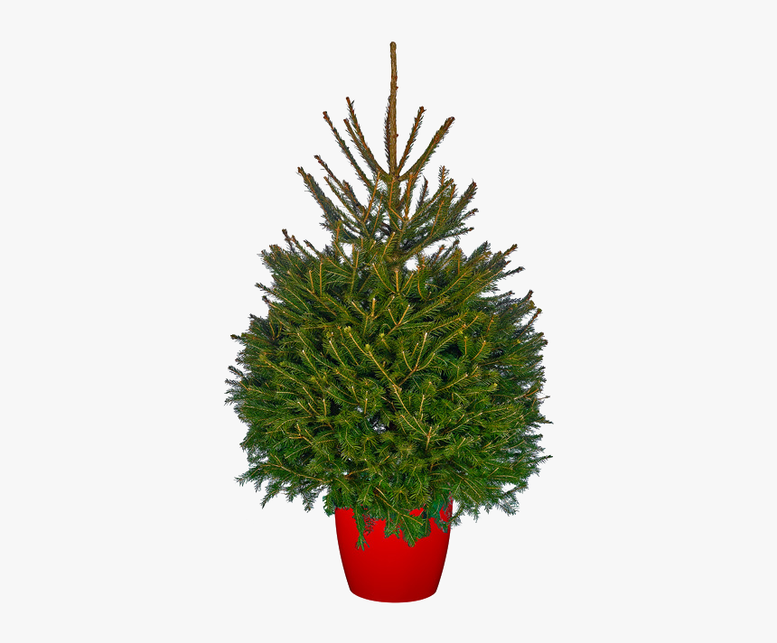 Pot Grown Christmas Tree, HD Png Download, Free Download