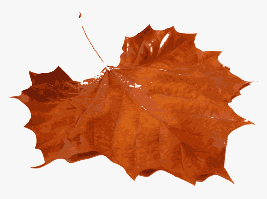 5 Png - Fall Leaf, Transparent Png, Free Download