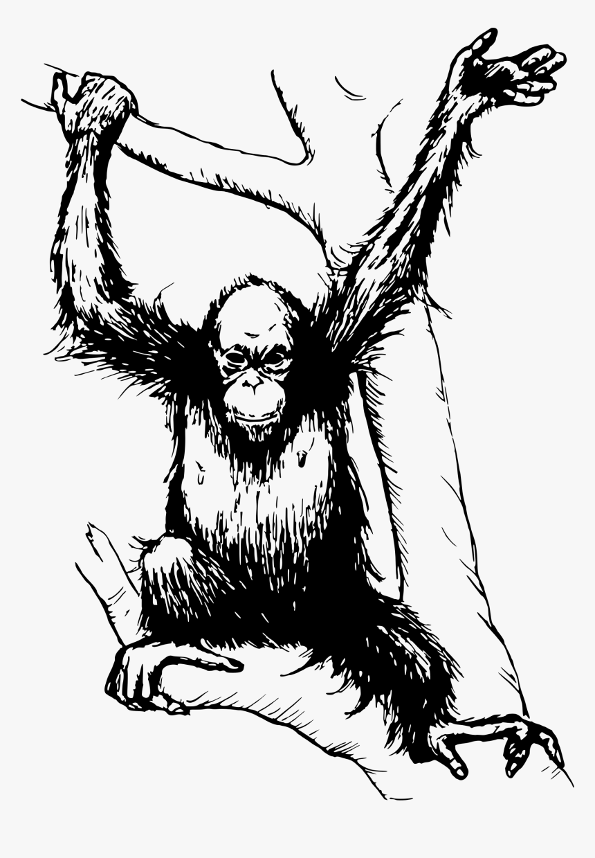 Chimp Drawing Orangutan Transparent Png Clipart Free - Orang Utan Black And White, Png Download, Free Download