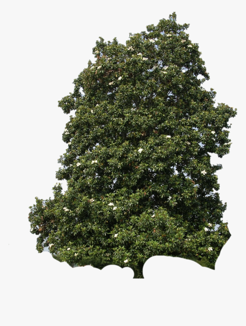 Southern Magnolia Tree-cutout - Southern Magnolia Full Grown, HD Png Download, Free Download