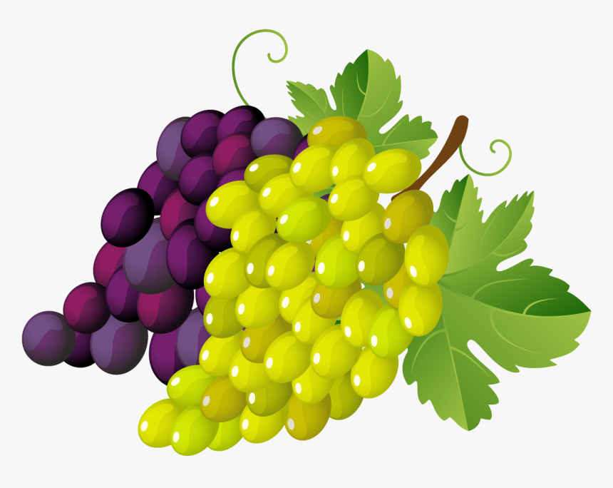 Painted Grapes Png Clipart - Grapes Clipart, Transparent Png, Free Download