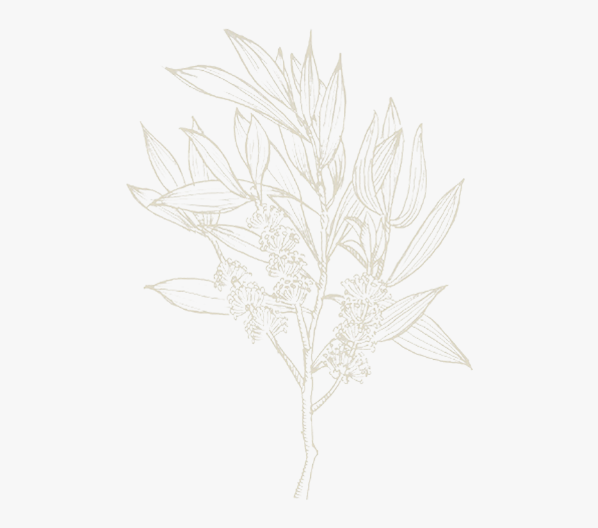 Sketch, HD Png Download, Free Download