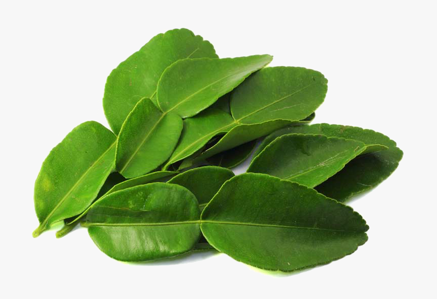 Kaffir Lime Leaves Png Pic - Fresh Lime Leaves, Transparent Png, Free Download