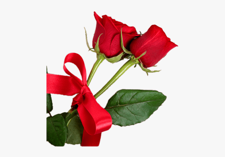 Bud - Red Rose On White Wood Hd Background, HD Png Download, Free Download