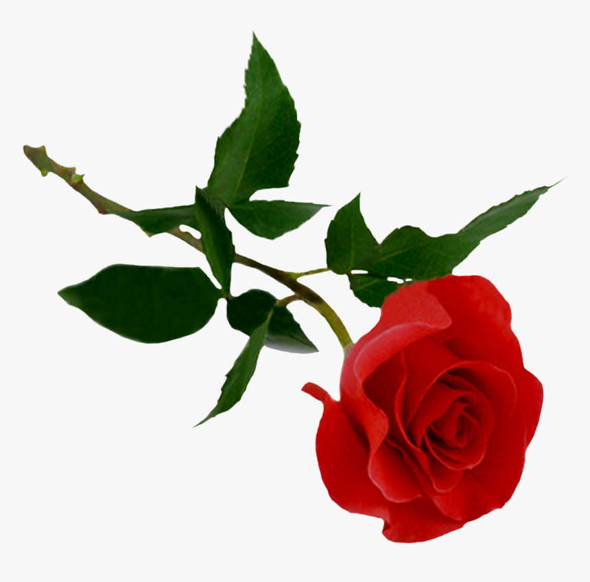 Download Rose Png Hd - Transparent Background Rose Clipart, Png Download, Free Download