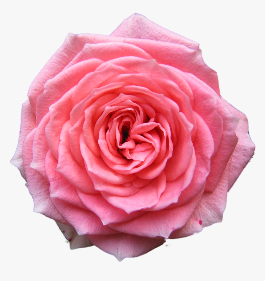 Transparent Background Hd Rose Png - Transparent Background Flower Png, Png Download, Free Download