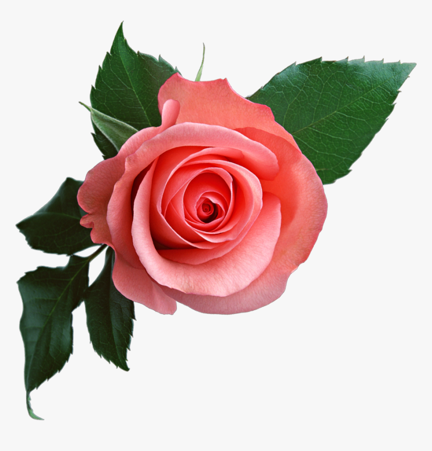 Transparent Background Pink Rose Png, Png Download, Free Download