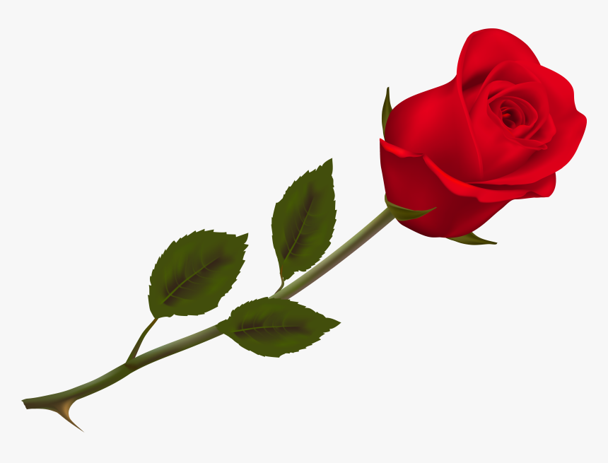 Transparent Beautiful Red Rose Png Picture Png Download - Red Rose Png Transparent, Png Download, Free Download