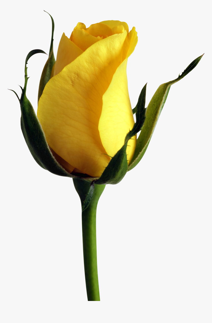 Single Rose Flower Hd, HD Png Download, Free Download