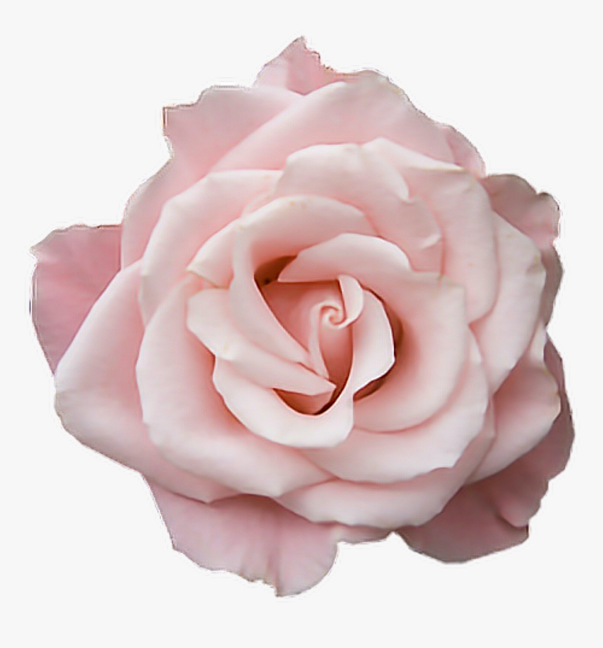 Pastel Pink Rose Png, Transparent Png, Free Download