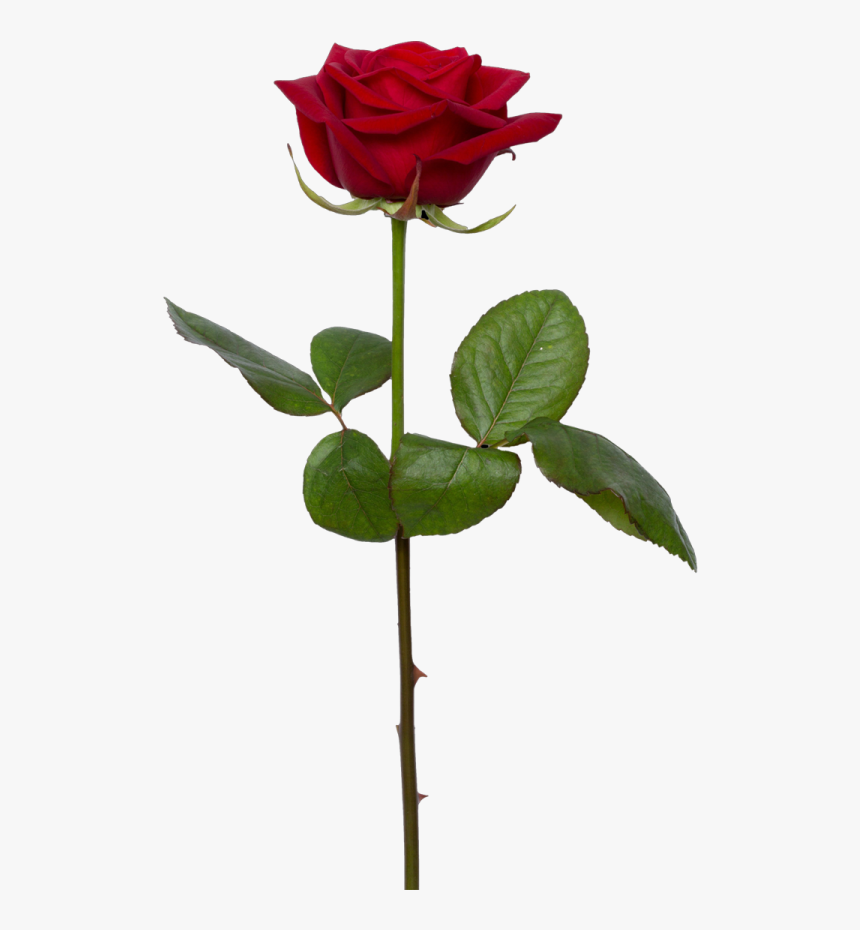 Single Rose Png Image Transparent Background Download - Transparent Background Rose Png, Png Download, Free Download