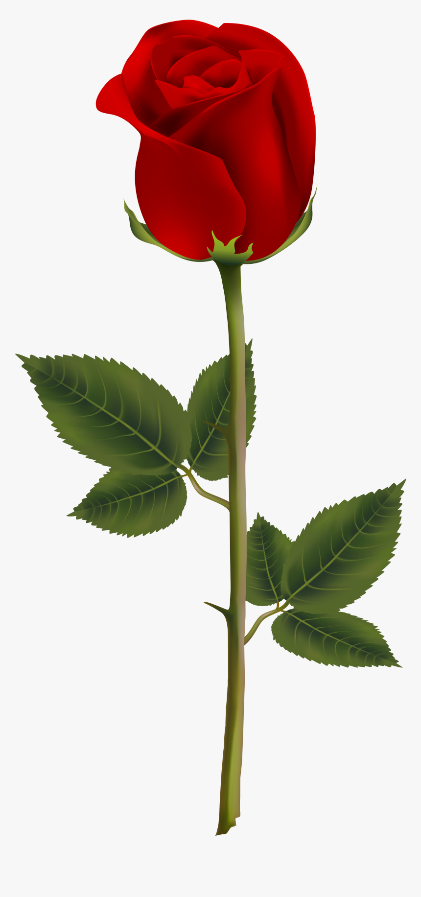 Transparent Background Red Rose Png, Png Download, Free Download