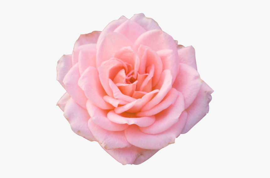 Pink Rose Png Hd Free Download Searchpng - Pink Rose Blooming Gif, Transparent Png, Free Download