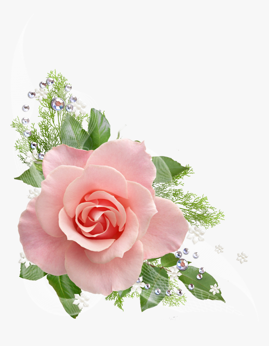 Single Pink Rose Png - Clip Art Pink Flowers No Background, Transparent Png, Free Download