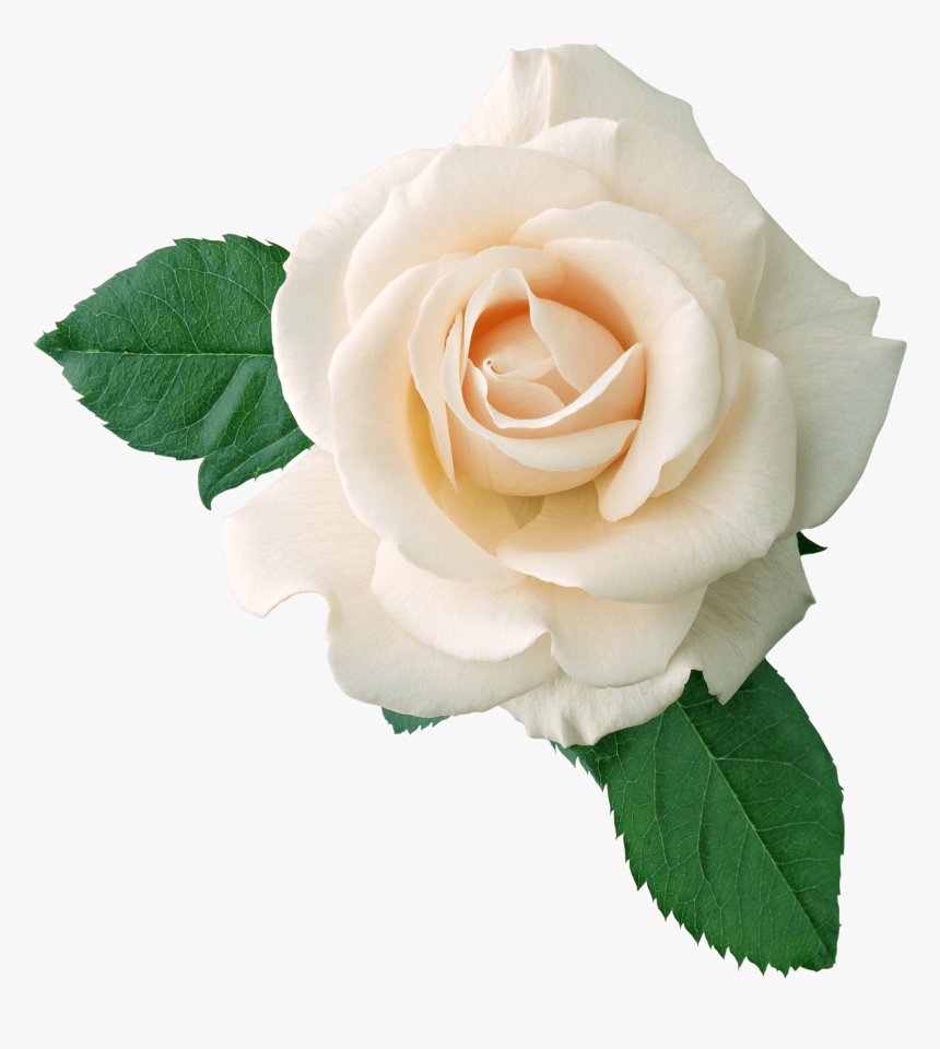 White Rose Png Free Image - White Rose Png, Transparent Png, Free Download