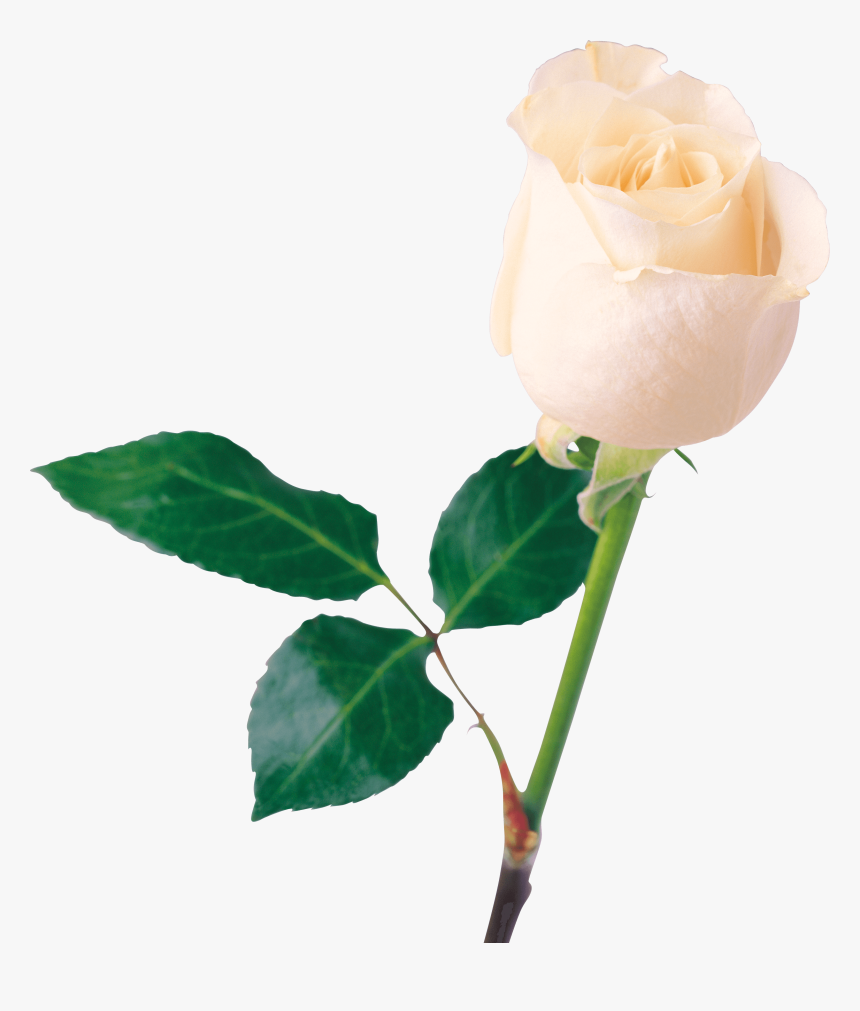White Rose Png Transparent Photo - Flower Images Download White, Png Download, Free Download