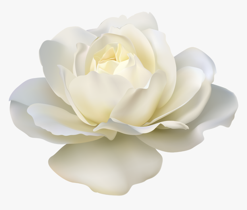 Rose Flower White - White Rose Png Transparent, Png Download, Free Download