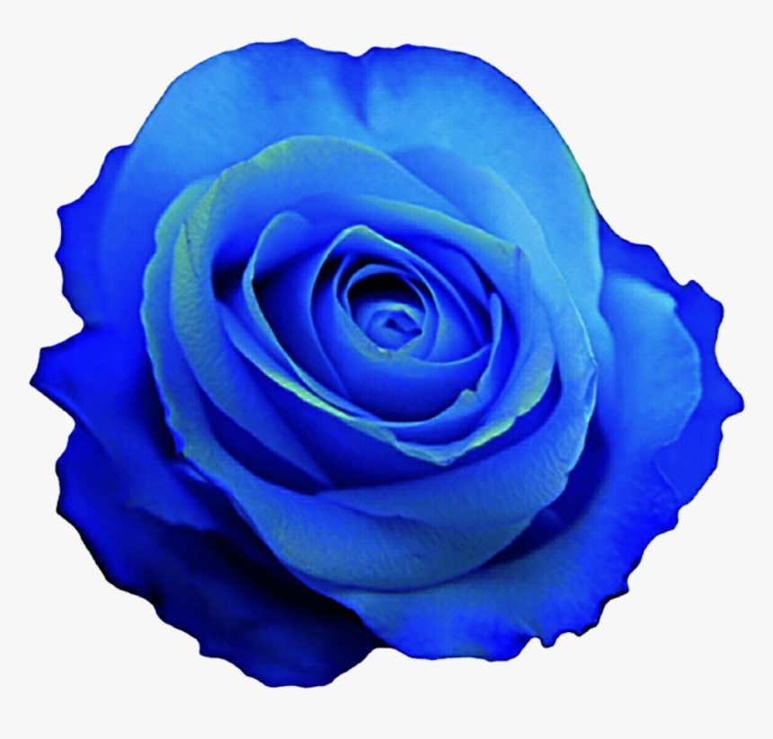 Blue Clipart Rose - Blue Rose Png Clipart, Transparent Png, Free Download