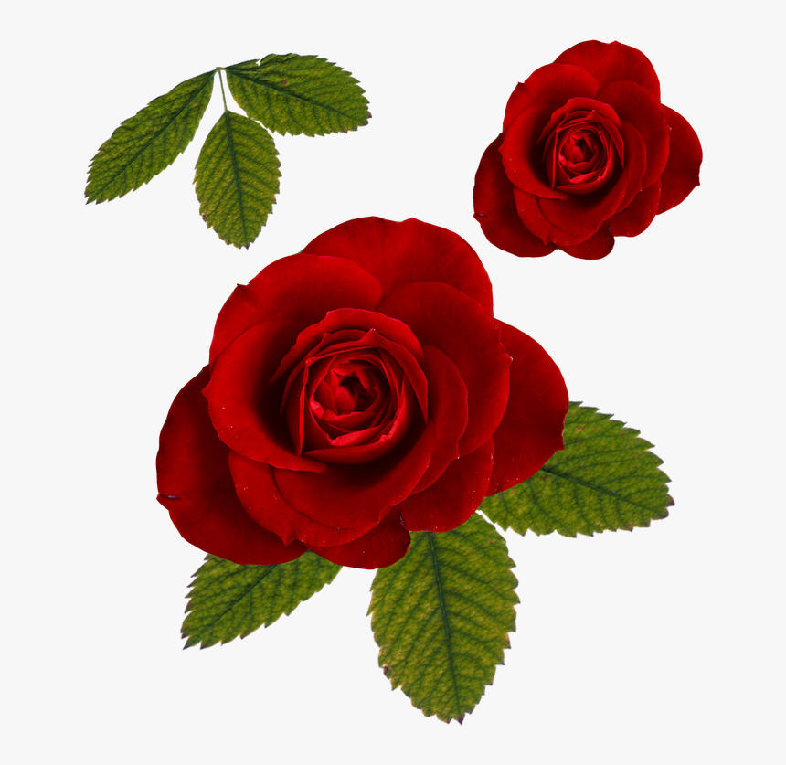 Leaf Roses Png - Red Rose, Transparent Png, Free Download