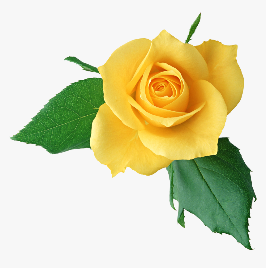 Download Yellow Rose Png Clipart - Happy Mother's Day 2017, Transparent Png, Free Download