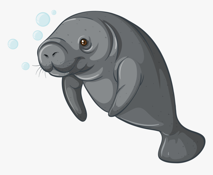 Walrus Clipart Transparent Background Sea Creature - Manatee Vector, HD Png Download, Free Download